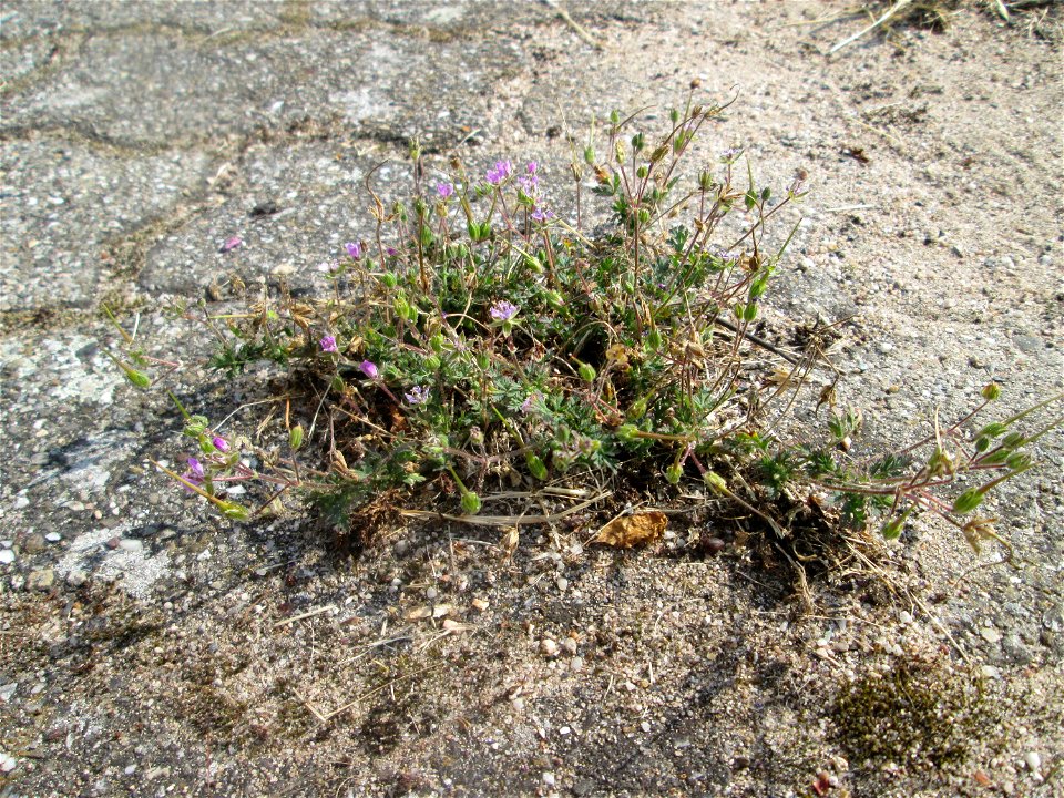 Ritzenbotanik: Gewöhnlicher Reiherschnabel (Erodium cicutarium) auf Pflasterstein in Hockenheim