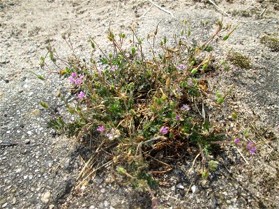 Ritzenbotanik: Gewöhnlicher Reiherschnabel (Erodium cicutarium) auf Pflasterstein in Hockenheim