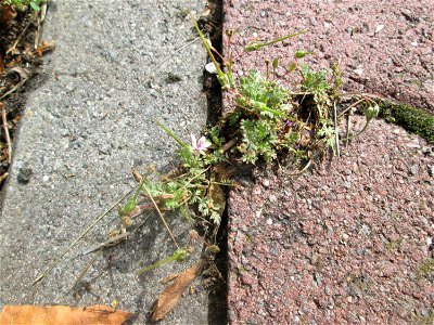 Gewöhnlicher Reiherschnabel (Erodium cicutarium) auf Pflasterstein in Hockenheim