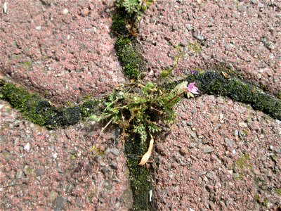 Gewöhnlicher Reiherschnabel (Erodium cicutarium) auf Pflasterstein in Hockenheim
