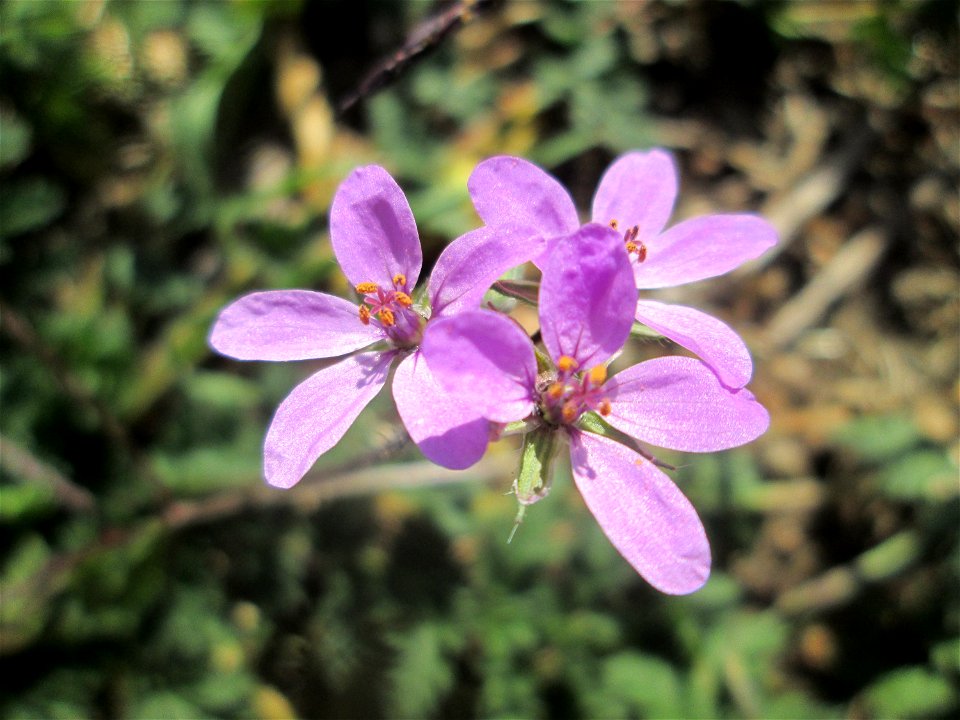 Gewöhnlicher Reiherschnabel (Erodium cicutarium) in Hockenheim