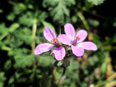 Gewöhnlicher Reiherschnabel (Erodium cicutarium) in Hockenheim