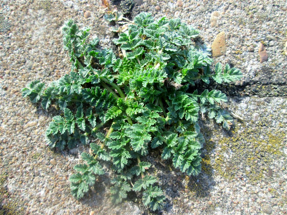 Grundblätter vom Gewöhnlichen Reiherschnabel (Erodium cicutarium) am Hauptbahnhof Mannheim