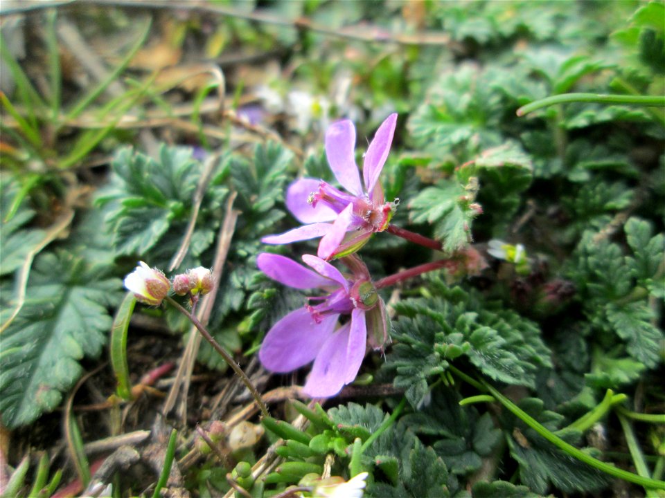Gewöhnlicher Reiherschnabel (Erodium cicutarium) am Waldrand bei Hockenheim