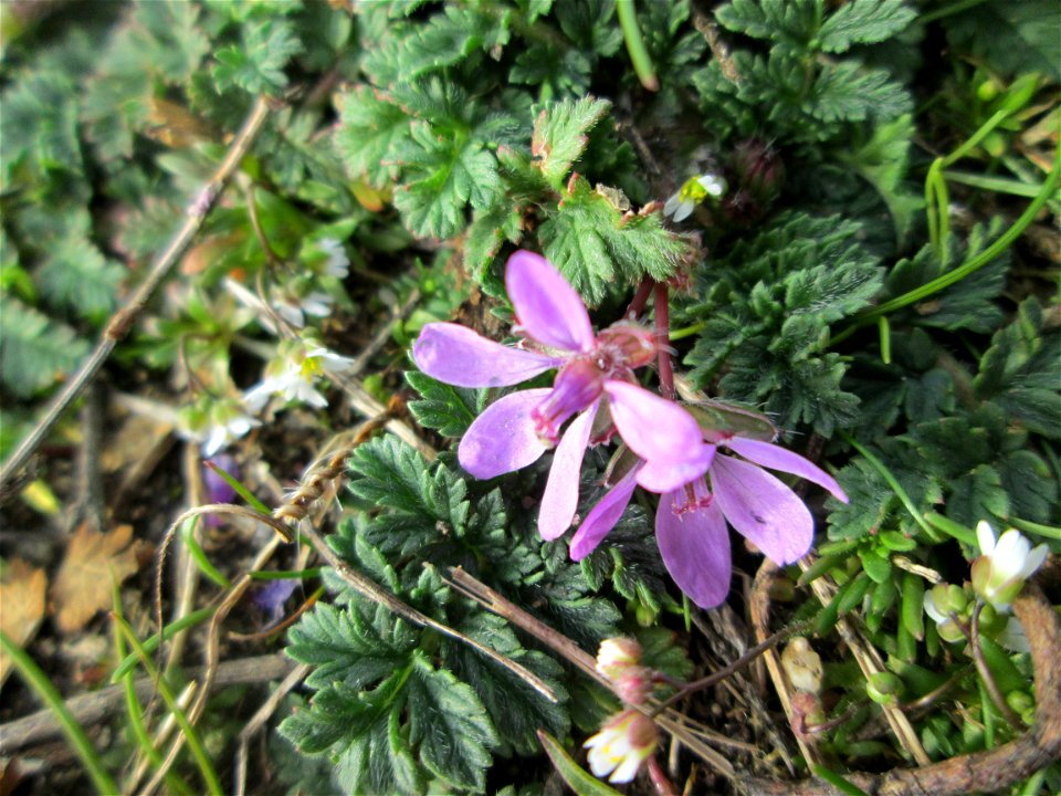 Gewöhnlicher Reiherschnabel (Erodium cicutarium) am Waldrand bei Hockenheim
