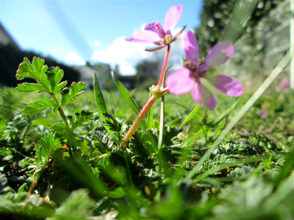Gewöhnlicher Reiherschnabel (Erodium cicutarium) in Hockenheim