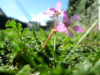 Gewöhnlicher Reiherschnabel (Erodium cicutarium) in Hockenheim