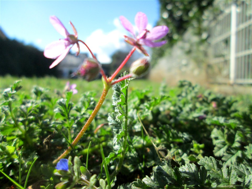 Gewöhnlicher Reiherschnabel (Erodium cicutarium) in Hockenheim