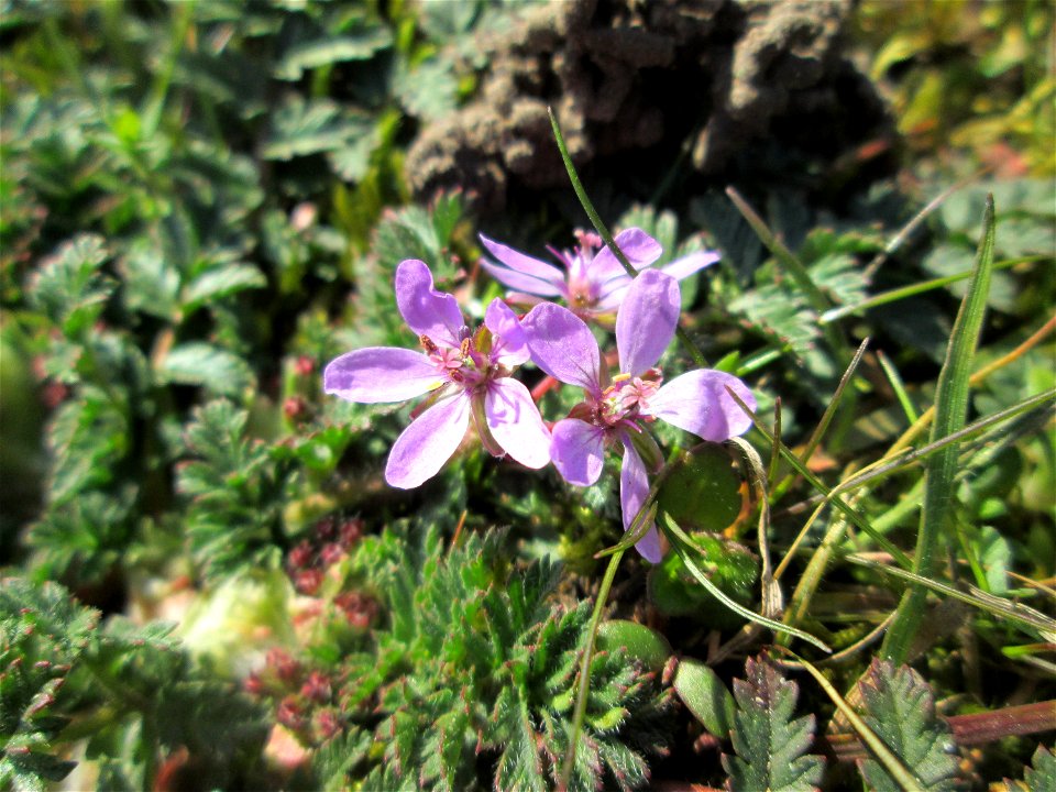 Gewöhnlicher Reiherschnabel (Erodium cicutarium) an der A620 in Alt-Saarbrücken