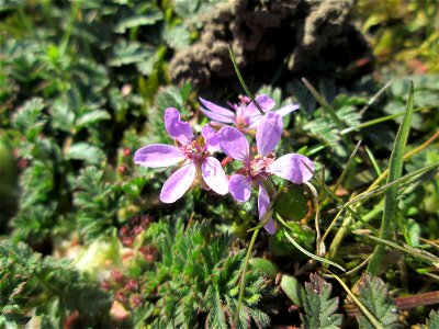 Gewöhnlicher Reiherschnabel (Erodium cicutarium) an der A620 in Alt-Saarbrücken