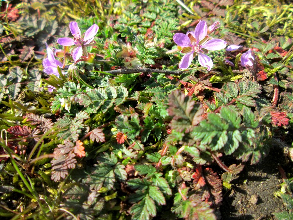 Gewöhnlicher Reiherschnabel (Erodium cicutarium) an der A620 in Alt-Saarbrücken