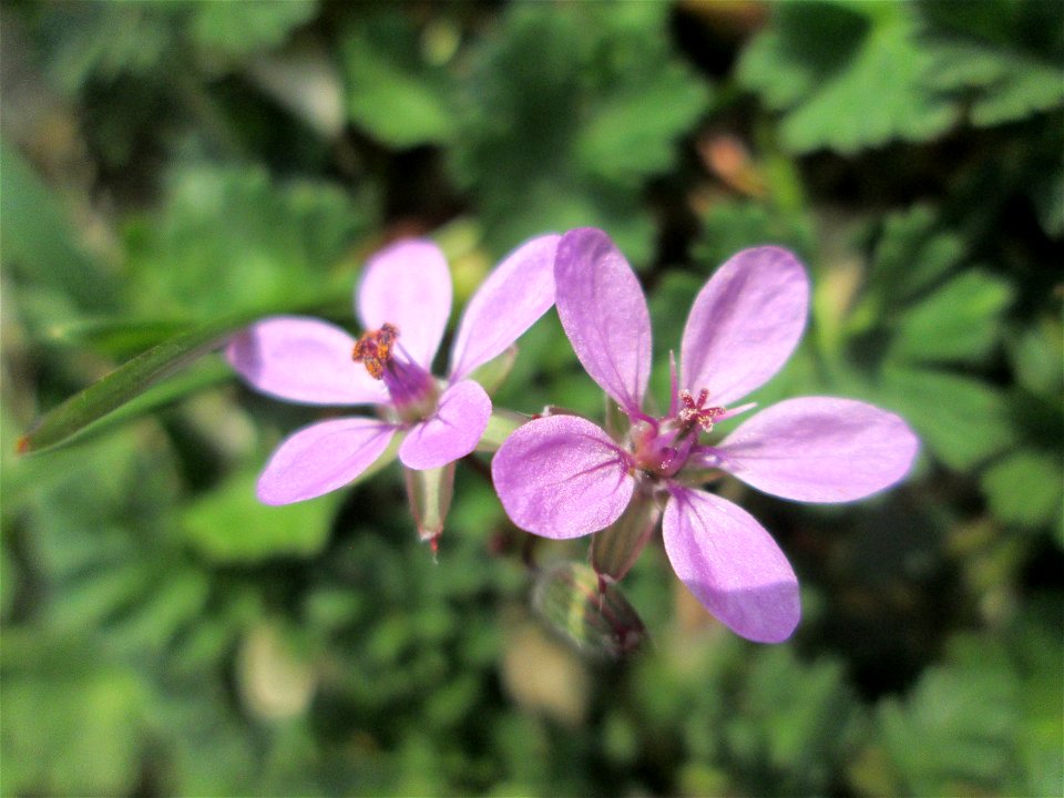 Gewöhnlicher Reiherschnabel (Erodium cicutarium) in Hockenheim