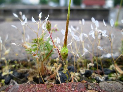 Gewöhnlicher Reiherschnabel (Erodium cicutarium) und Frühlings-Hungerblümchen (Draba verna) am Hauptbahnhof Mannheim