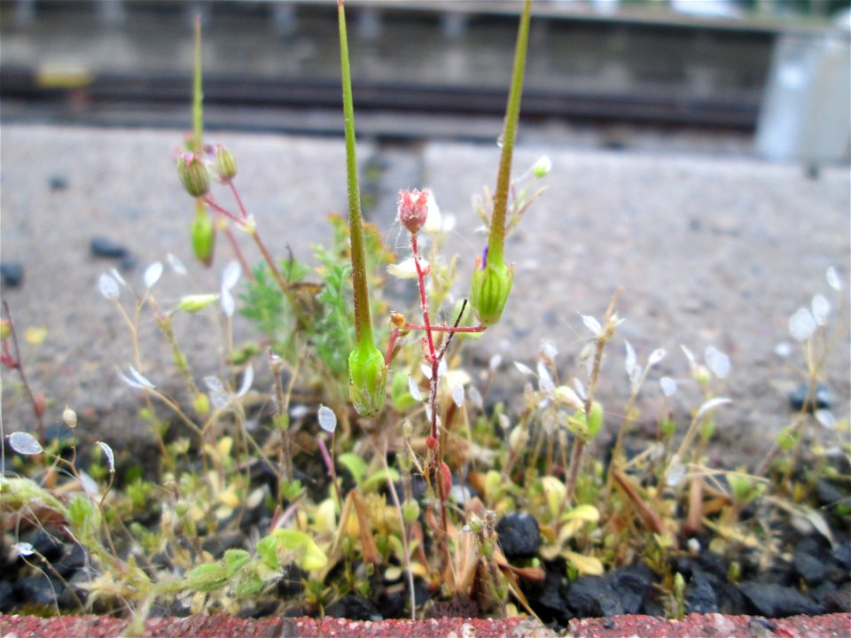 Gewöhnlicher Reiherschnabel (Erodium cicutarium) und Frühlings-Hungerblümchen (Draba verna) am Hauptbahnhof Mannheim