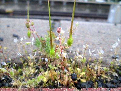 Gewöhnlicher Reiherschnabel (Erodium cicutarium) und Frühlings-Hungerblümchen (Draba verna) am Hauptbahnhof Mannheim