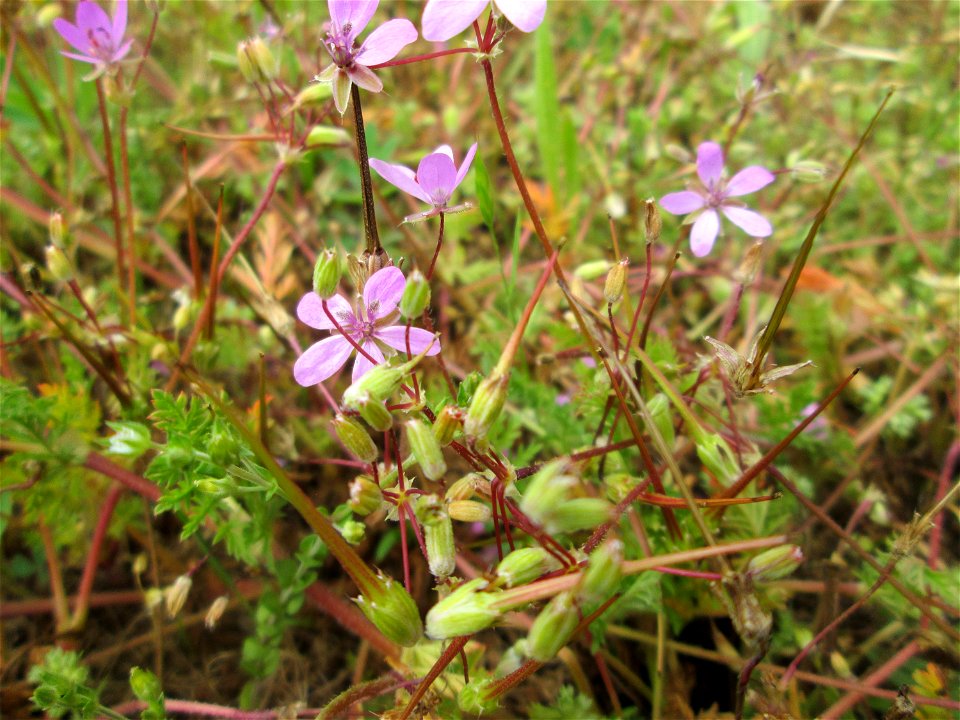Gewöhnlicher Reiherschnabel (Erodium cicutarium) auf einer Parkplatzwiese in Hockenheim