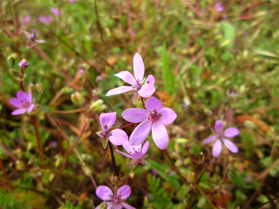 Gewöhnlicher Reiherschnabel (Erodium cicutarium) auf einer Parkplatzwiese in Hockenheim