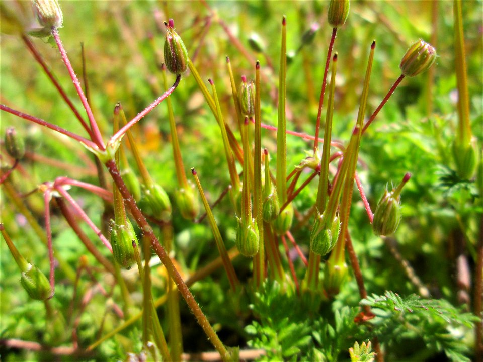 Gewöhnlicher Reiherschnabel (Erodium cicutarium) in Hockenheim