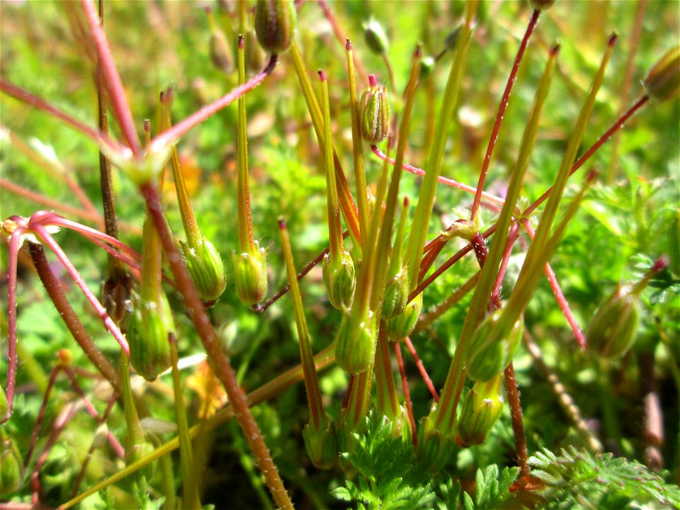 Gewöhnlicher Reiherschnabel (Erodium cicutarium) in Hockenheim