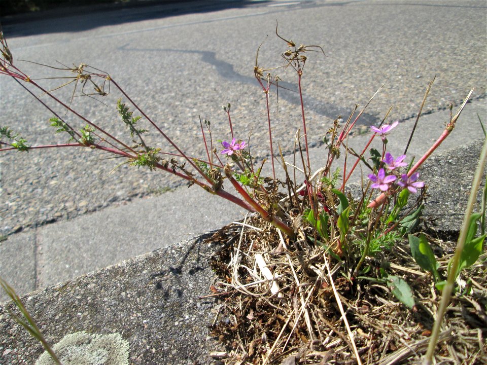Gewöhnlicher Reiherschnabel (Erodium cicutarium) im Rinnstein in Hockenheim