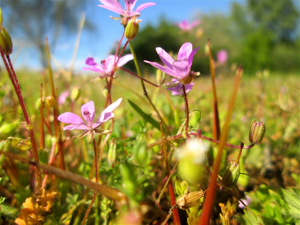 Gewöhnlicher Reiherschnabel (Erodium cicutarium) auf einer Streuobstwiese in Hockenheim