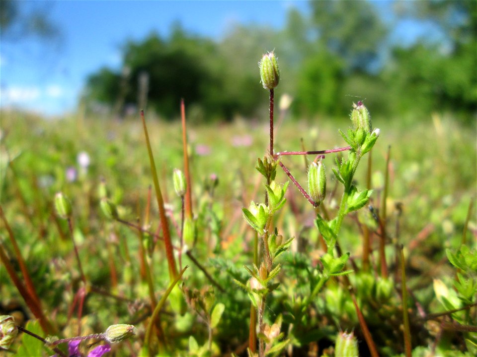 Gewöhnlicher Reiherschnabel (Erodium cicutarium) auf einer Streuobstwiese in Hockenheim