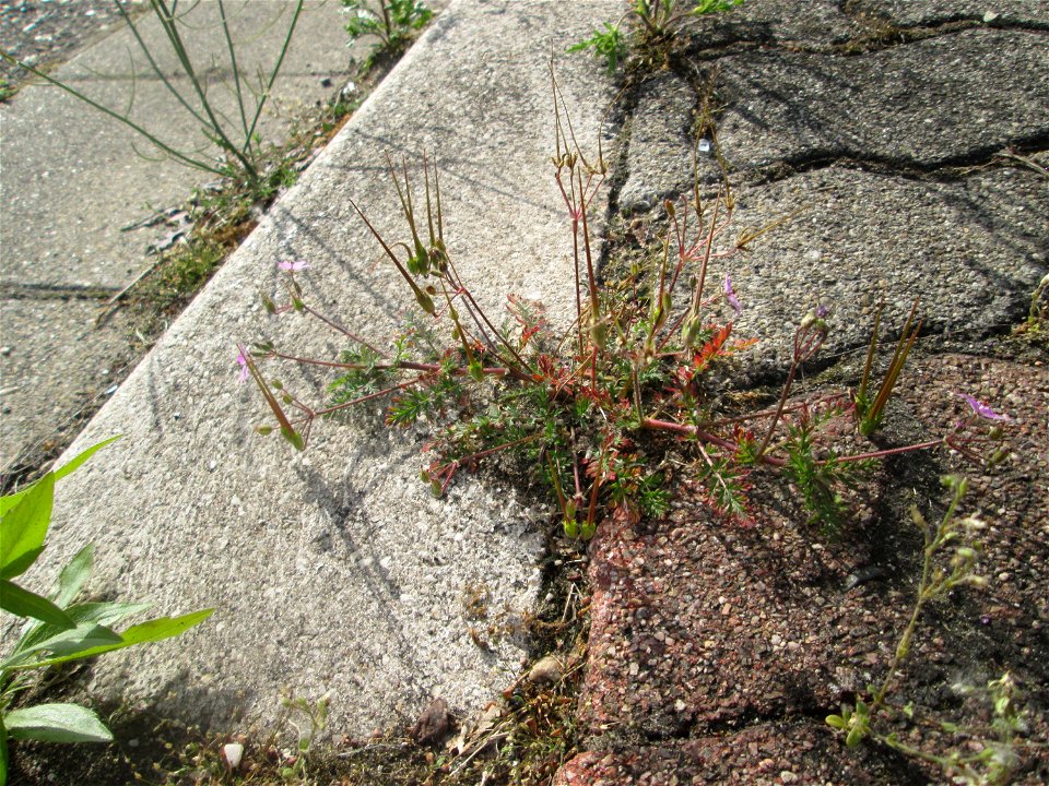 Gewöhnlicher Reiherschnabel (Erodium cicutarium) am Straßenrand in Hockenheim
