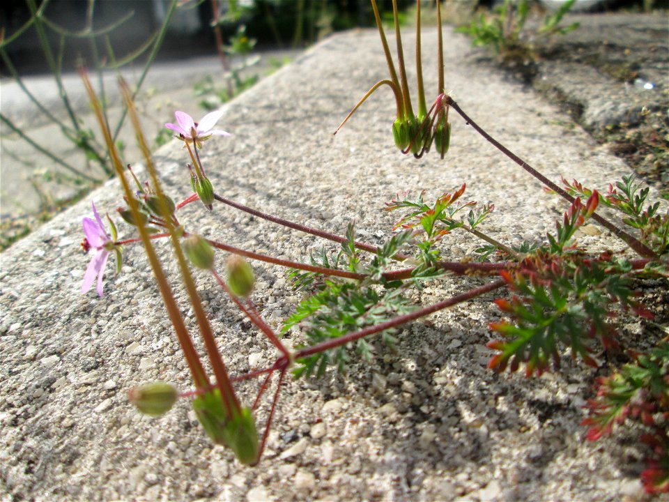 Gewöhnlicher Reiherschnabel (Erodium cicutarium) am Straßenrand in Hockenheim
