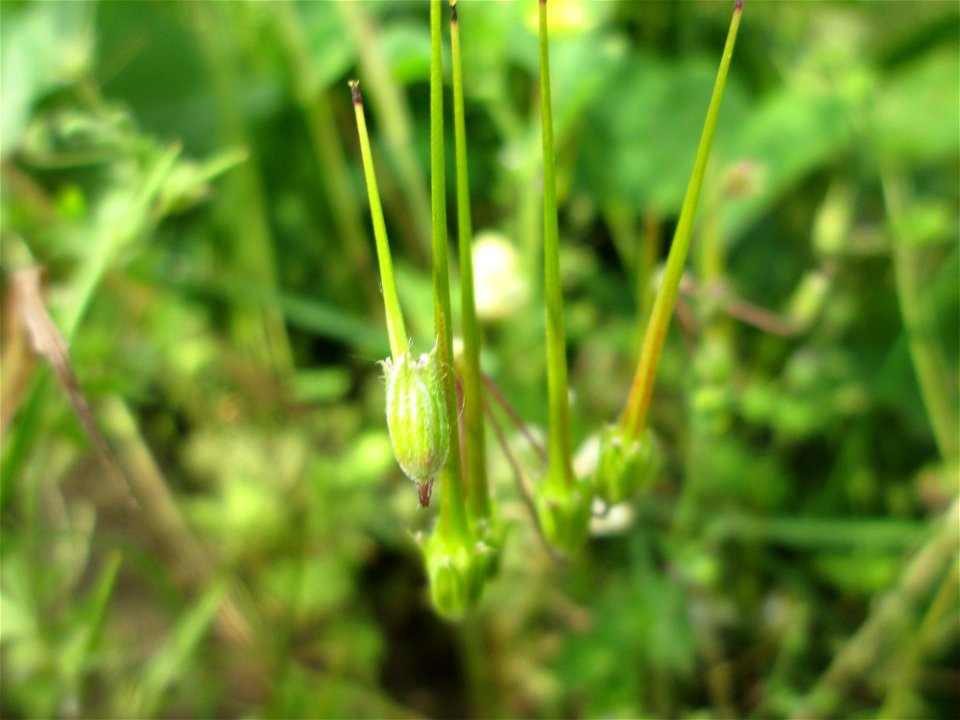 Gewöhnlicher Reiherschnabel (Erodium cicutarium) am Hochwasserrückhaltebecken im Naturschutzgebiet „Bachwiesen/Leopoldswiesen“ im Hockenheimer Rheinbogen