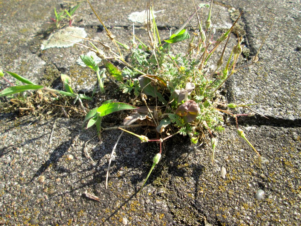 Gewöhnlicher Reiherschnabel (Erodium cicutarium) am Hauptbahnhof Mannheim