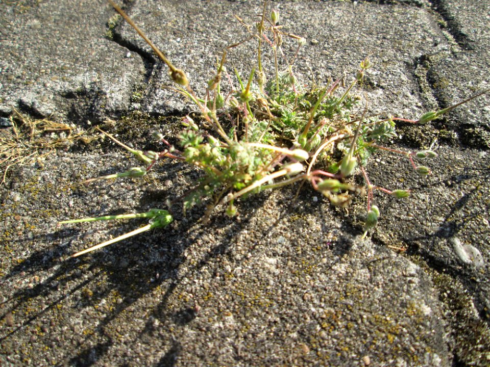 Gewöhnlicher Reiherschnabel (Erodium cicutarium) am Hauptbahnhof Mannheim