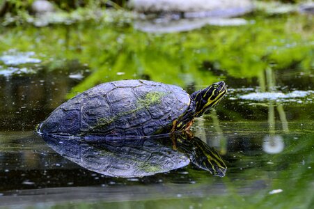 Marsh turtle turtle pond photo