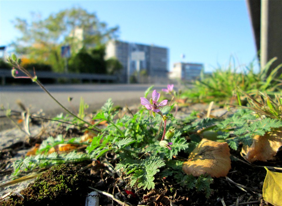 Gewöhnlicher Reiherschnabel (Erodium cicutarium) in Alt-Saarbrücken