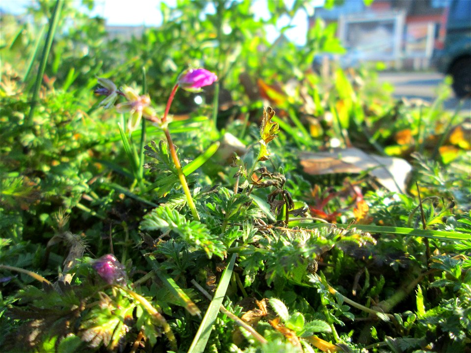 Gewöhnlicher Reiherschnabel (Erodium cicutarium) am Globus-Parkplatz in Güdingen