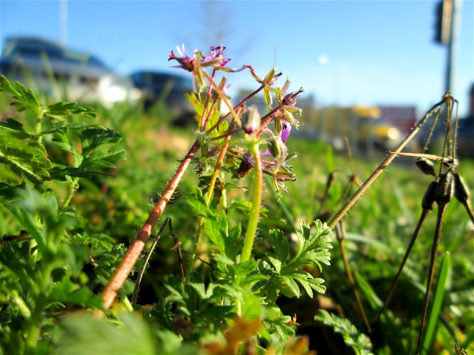 Gewöhnlicher Reiherschnabel (Erodium cicutarium) am Globus-Parkplatz in Güdingen