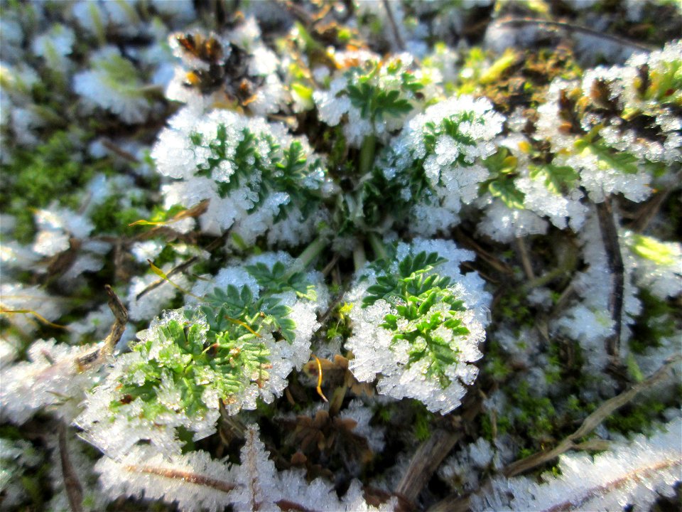 Vereister Gewöhnlicher Reiherschnabel (Erodium cicutarium) in Brebach
