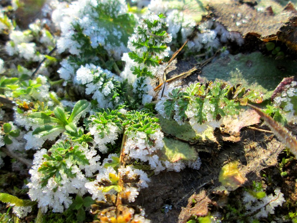 Vereister Gewöhnlicher Reiherschnabel (Erodium cicutarium) in Brebach