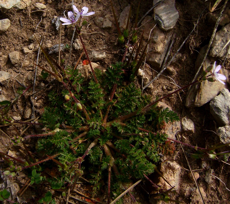 Erodium cicutarium flowering, Castelltallat, Catalonia