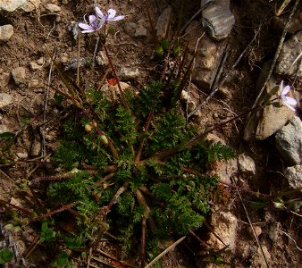 Erodium cicutarium flowering, Castelltallat, Catalonia photo