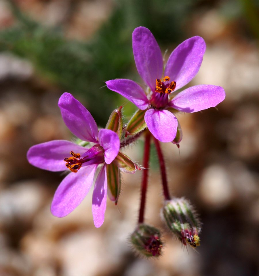 common stork's-bill (Erodium cicutarium)