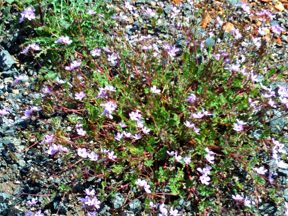 Erodium cicutarium Habitus Dehesa Boyal de Puertollano Spain.
