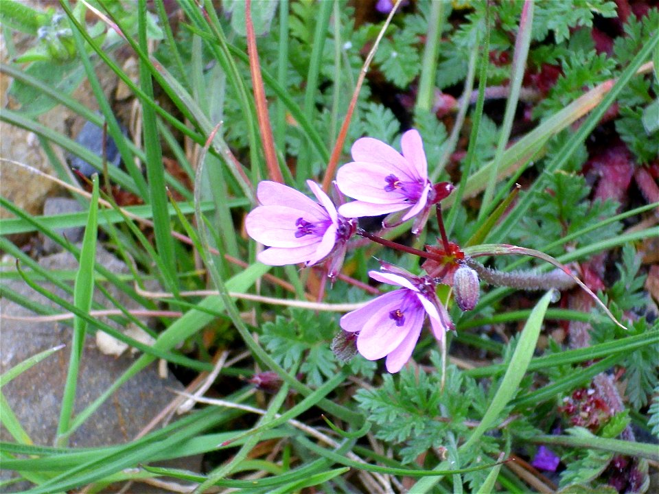 Erodium cicutarium flowers, Dehesa Boyal de Puertollano, Spain