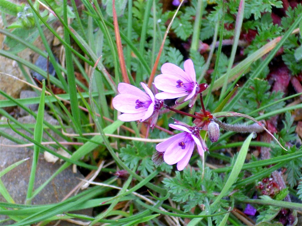 Erodium cicutarium flowers, Dehesa Boyal de Puertollano, Spain photo