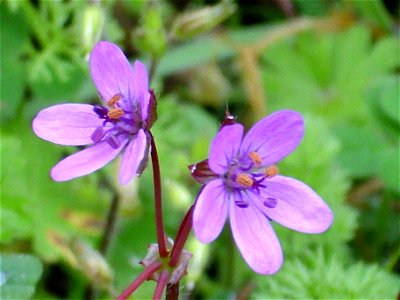 Erodium cicutarium, flower close up, Sierra Madrona, Spain photo