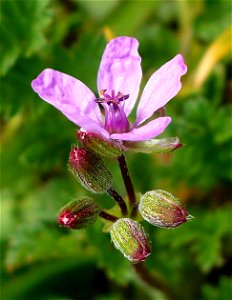 Erodium cicutarium flowers and buds (cropped)