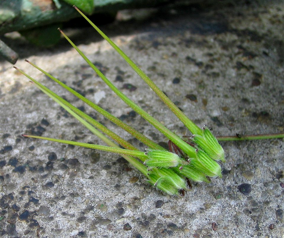 Fruit of Erodium cicutarium