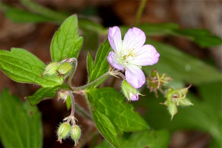 Wild Geranium (Geranium maculatum) in Beaman Park, Davidson County, Tennessee photo