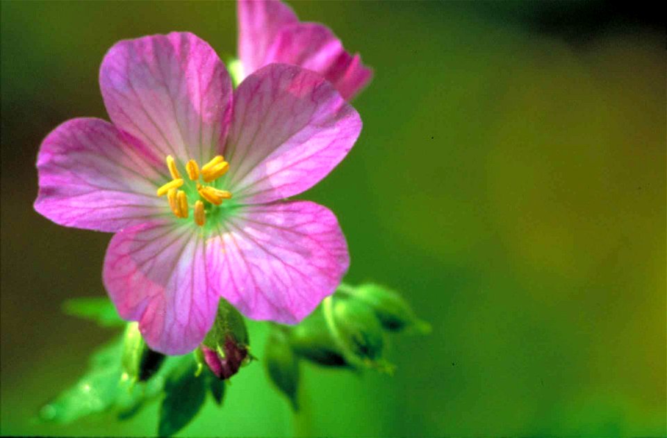 Image title: Pretty purple wild geranium flower in bloom geranium maculatum
Image from Public domain images website, http://www.public-domain-image.com/full-image/flora-plants-public-domain-images-pic