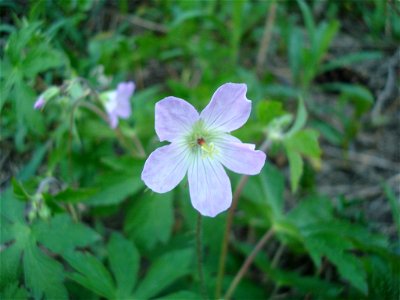 Wild Geranium Geranium maculatum. Picture taken at Michigan State University, East Lansing, USA on 21 April, 2010 photo