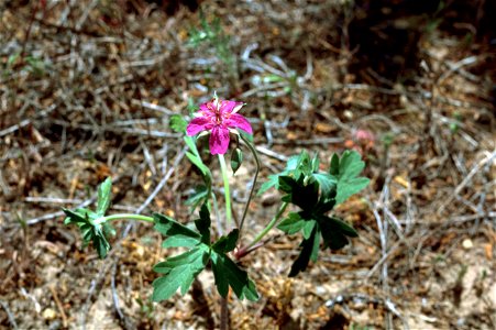 Image title: Wild geranium flower plant geranium maculatum
Image from Public domain images website, http://www.public-domain-image.com/full-image/flora-plants-public-domain-images-pictures/flowers-pub